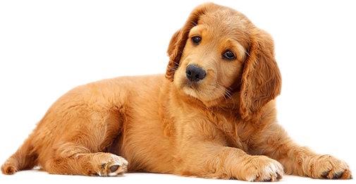cute-puppy