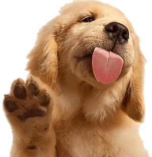 cute-puppy